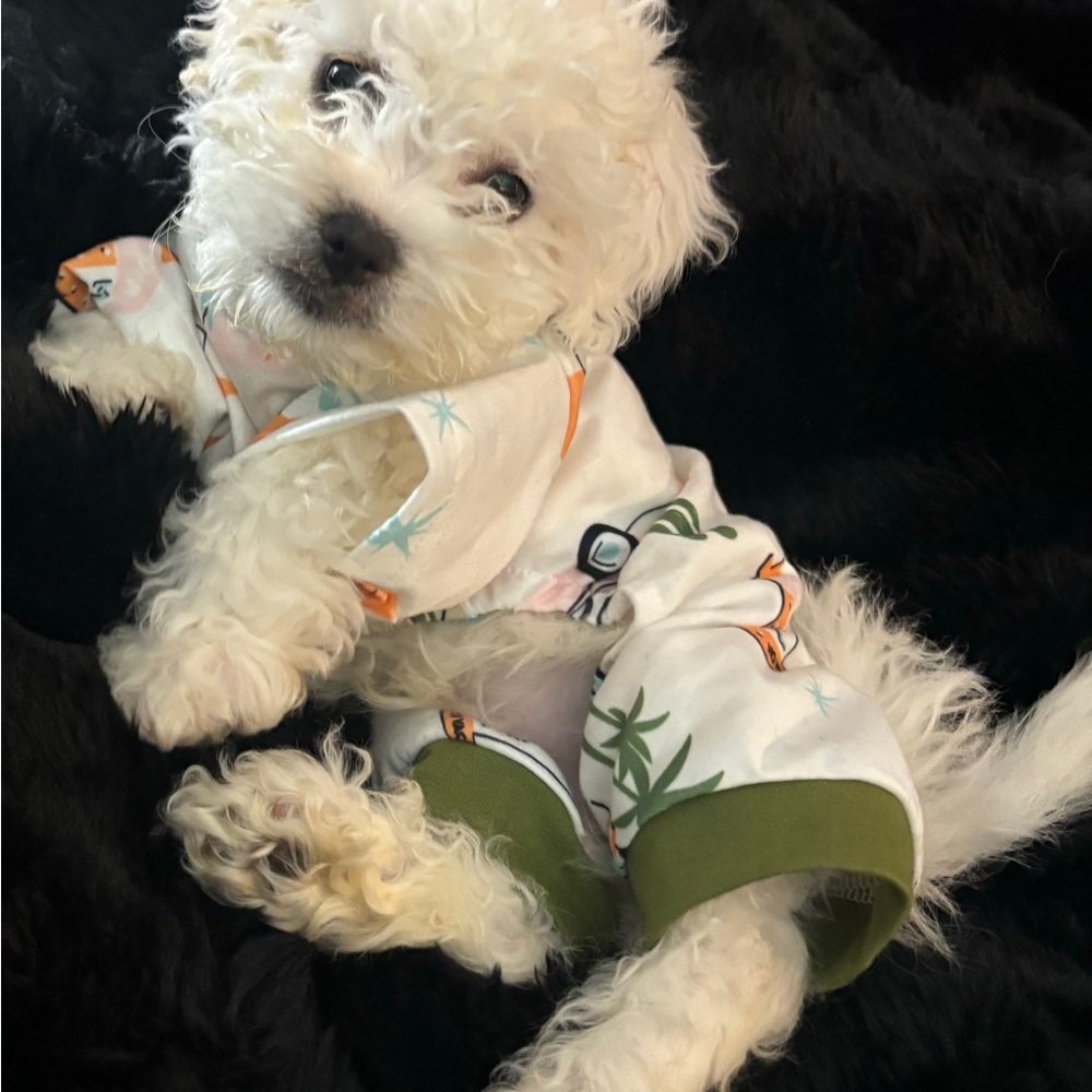Stylish Dog Outfit with Green Accents “Not the puppy